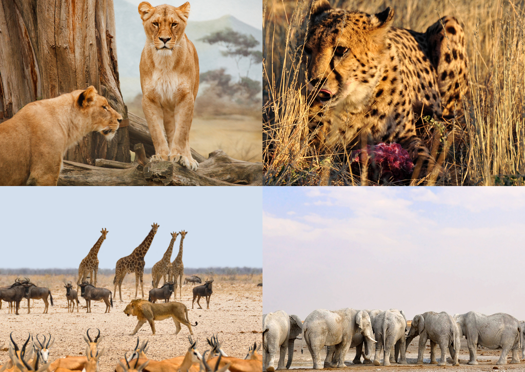 Lais Puzzle - Collage Afrikanische Tiere - 500 & 1.000 Teile p-186270