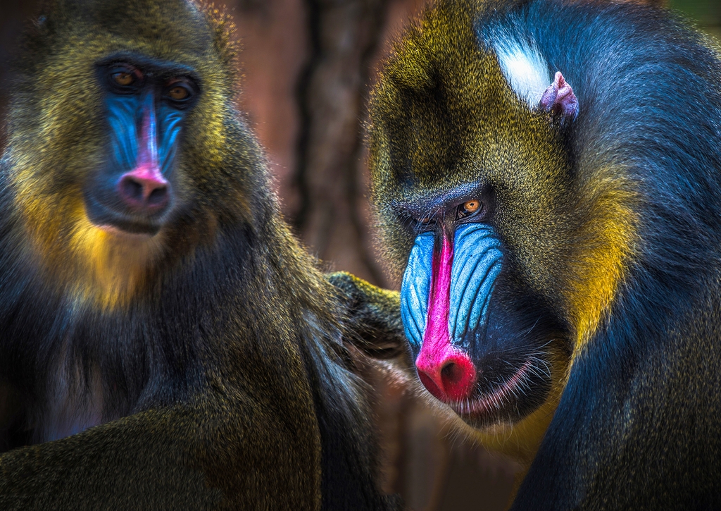 Lais Puzzle - Mandrill Affe - 100, 200, 500 & 1.000 Teile p-208715