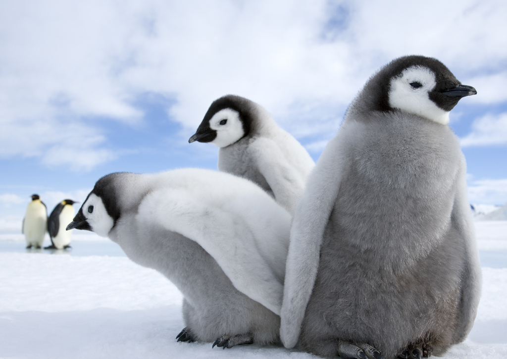 Lais Puzzle - Pinguine / Kaiserpinguine - 100, 200, 500 & 1.000 Teile p-221373