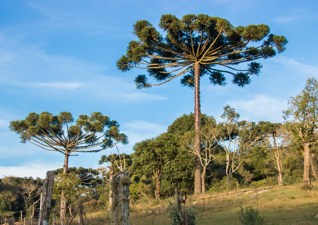 Lais Puzzle - Araucaria-Baum am sonnigen Tag im ländlichen Bereich, Chile - 100, 200, 500 & 1.000 Teile p-224450