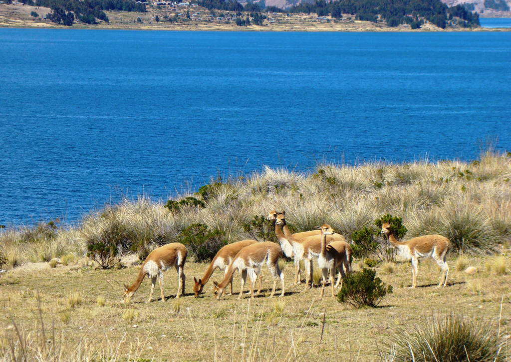 Lais Puzzle - Vikunjas auf der Insel Suasi (Titicaca-See, Peru) - 100, 200, 500 & 1.000 Teile p-225962