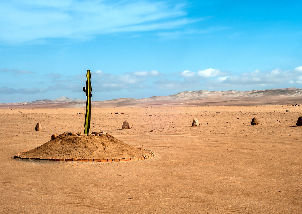Lais Puzzle - Die einzige Pflanze über viele Kilometer in der Wüstenregion von Tacna, Peru - 100, 200, 500 & 1.000 Teile p-226017