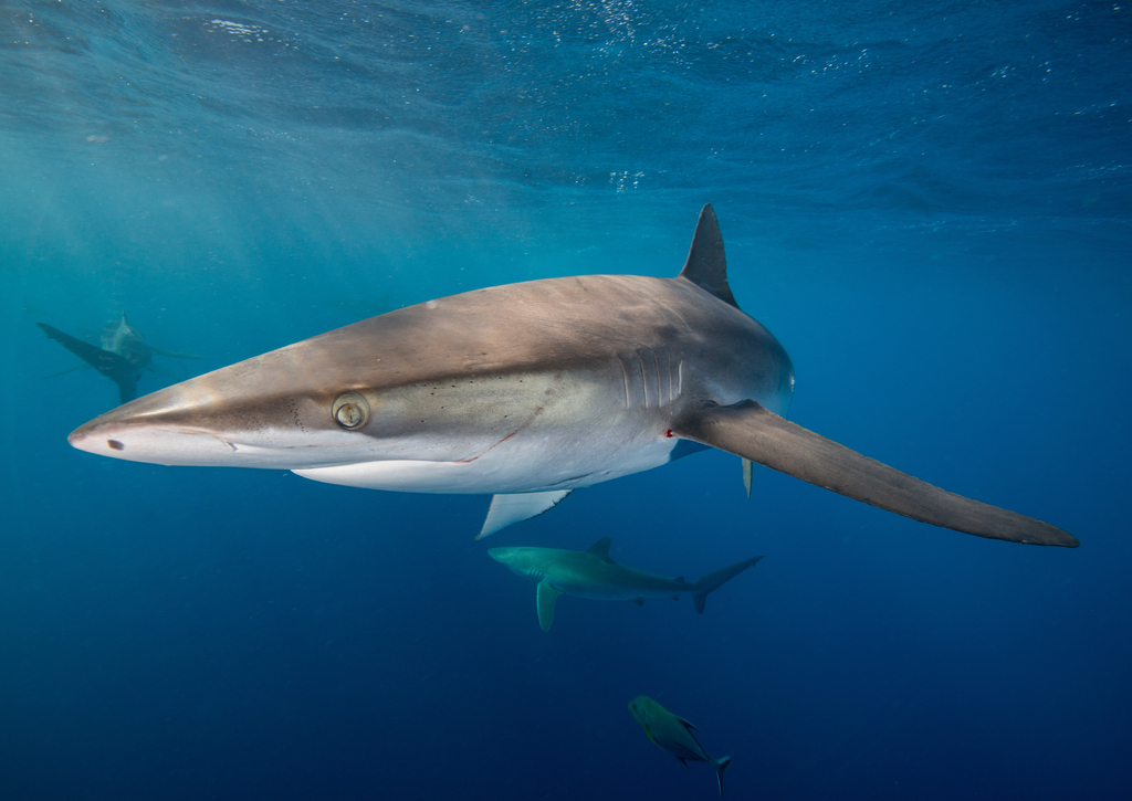 Lais Puzzle - Unterwasseransicht des Seidenhais (carcharhinus falciformis) San Benedicto, Revillagigedo, Colima, Mexiko - 100, 200, 500 & 1.000 Teile p-230617