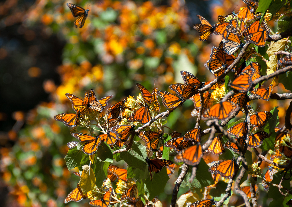 Lais Puzzle - Biosphärenreservat Monarchfalter, Michoacan (Mexiko) - 100, 200, 500 & 1.000 Teile p-230996