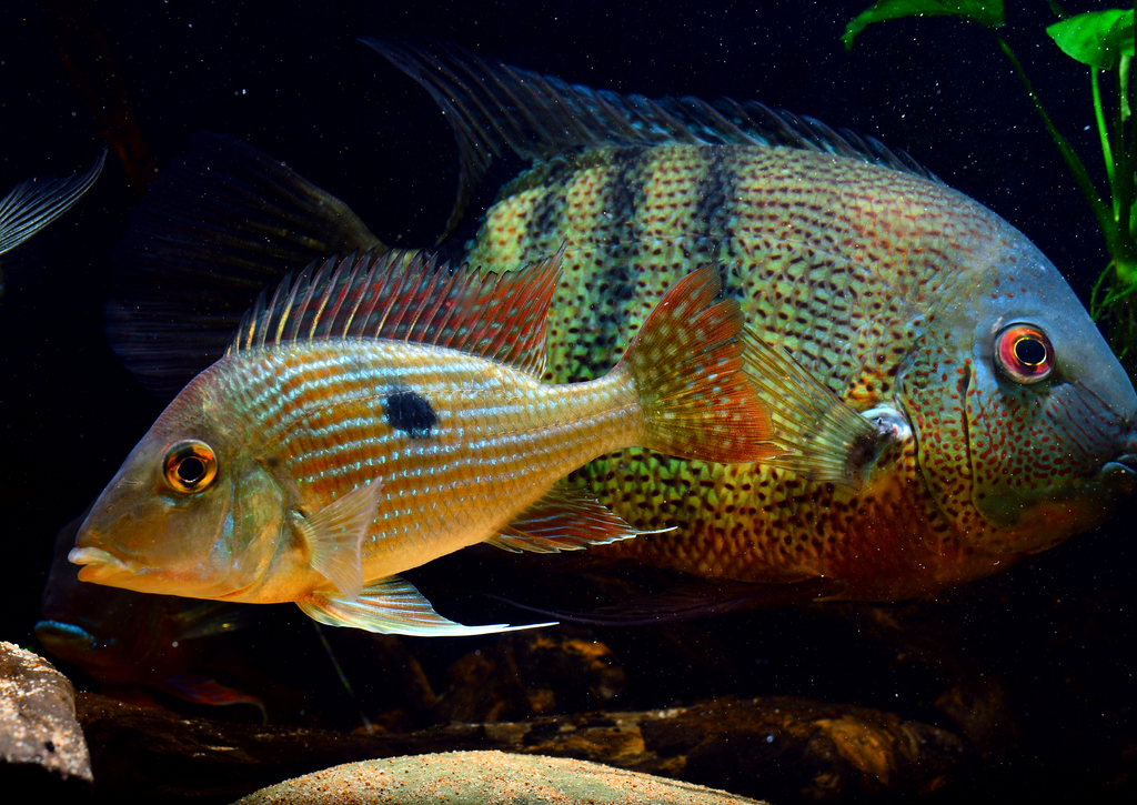 Lais Puzzle - Geophagus sp Gurupi - 100, 200, 500 & 1.000 Teile p-232166