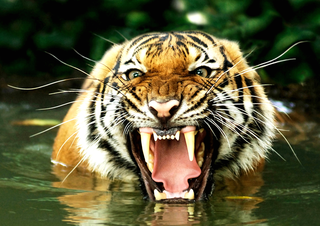 Lais Puzzle - Bengalischer Tiger - 100, 200, 500 & 1.000 Teile p-232371