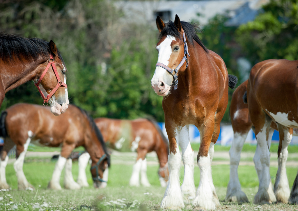 Lais Puzzle - Clydesdale Horse - 100, 200, 500 & 1.000 Teile p-233013
