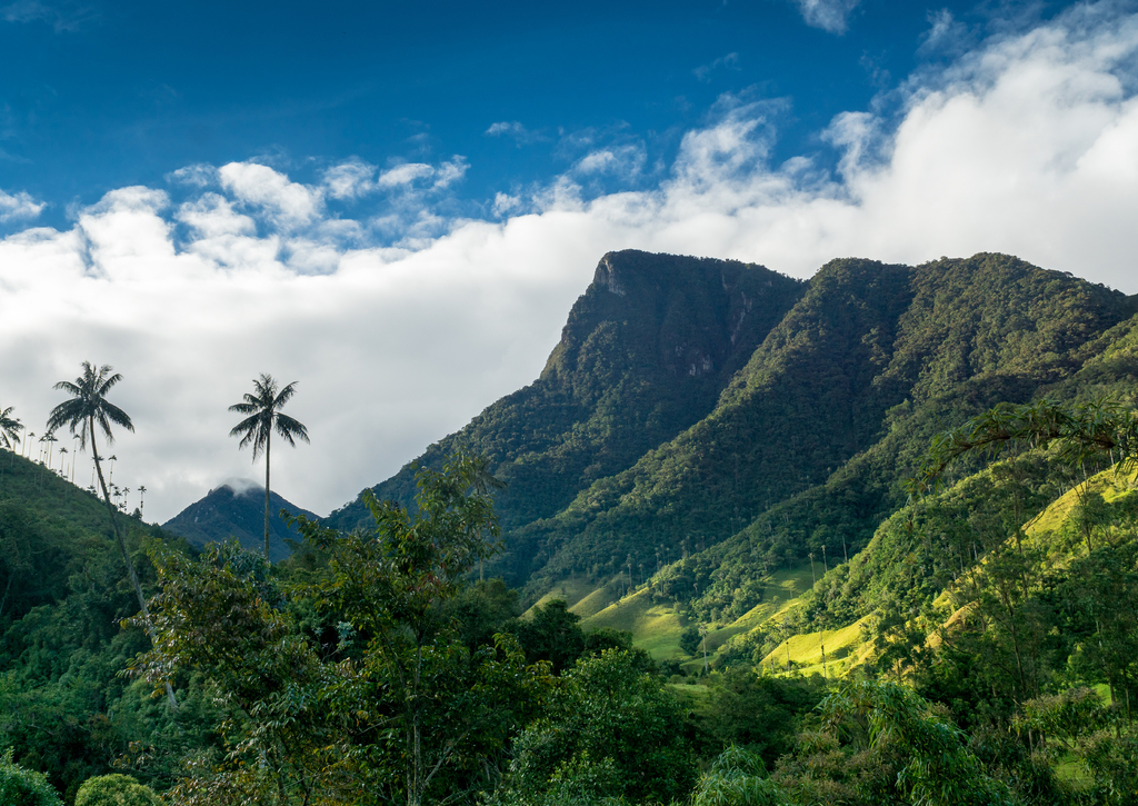 Lais Puzzle - Quindio-Wachspalmen im Valle de Cocora,nahe Salente, Zona Cafetera, Kolumbien - 100, 200, 500 & 1.000 Teile p-233763