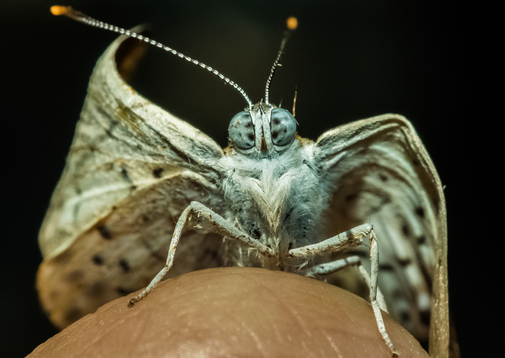 Lais Puzzle - Kleiner Schmetterling, aufgenommen in San José del Guaviare, Kolumbien - 100, 200, 500 & 1.000 Teile p-233923