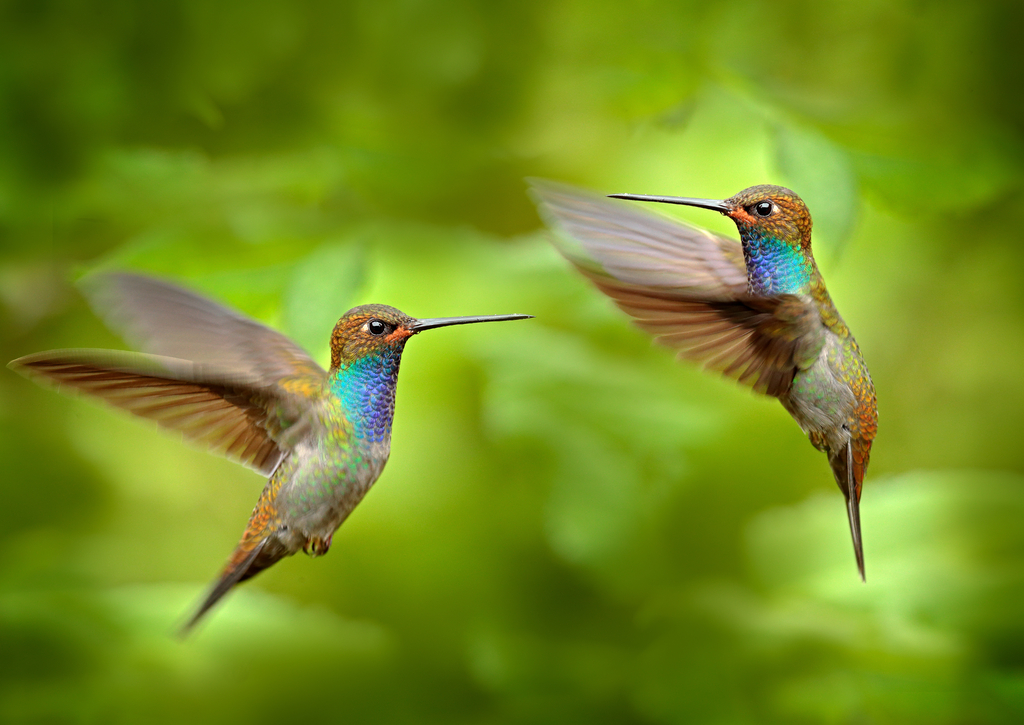 Lais Puzzle - Kolibri im Flug, Naturhabitat grüner Wald, Weißschwanz-Bergstar, Urochroa bougueri, Montezuma, Kolumbien - 100, 200, 500 & 1.000 Teile p-234478
