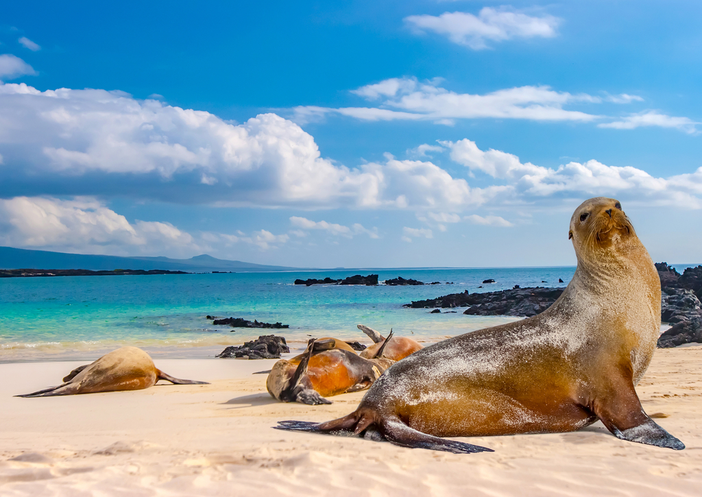 Lais Puzzle - Robben, Galapagos-Inseln, Ecuador - 100, 200, 500 & 1.000 Teile p-236143