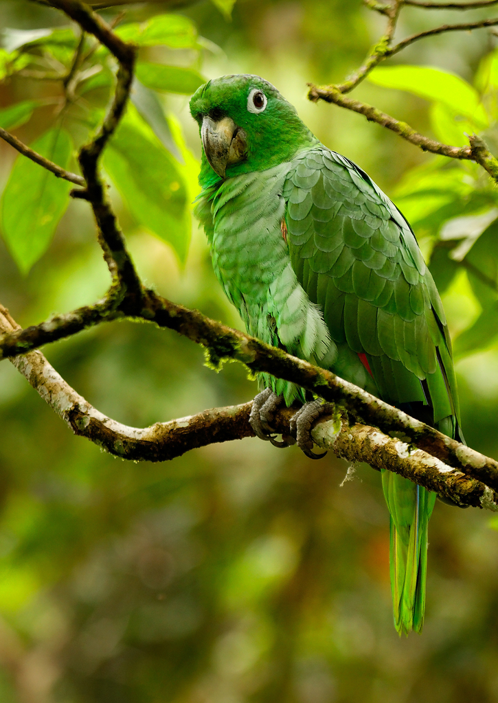 Lais Puzzle - Grüner Amazonas-Papagei, Ecuador - 100, 200, 500 & 1.000 Teile p-236258