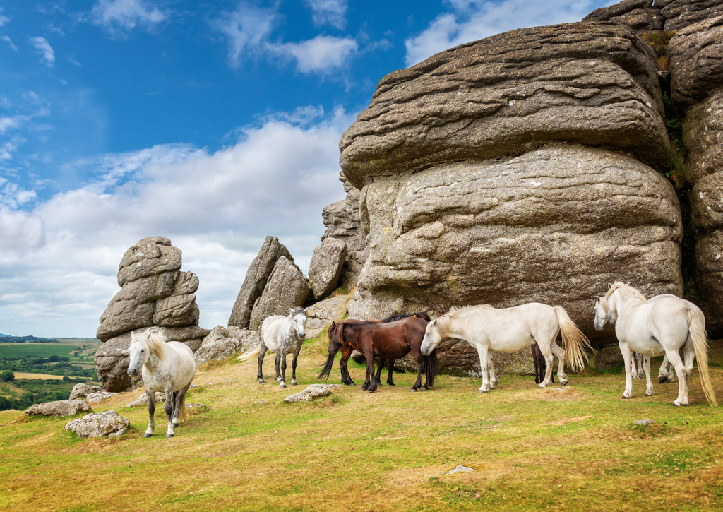 Lais Puzzle - Dartmoor Ponys in der Nähe von Saddle Tor, Dartmoor, Devon, England - 100, 200, 500 & 1.000 Teile p-236913