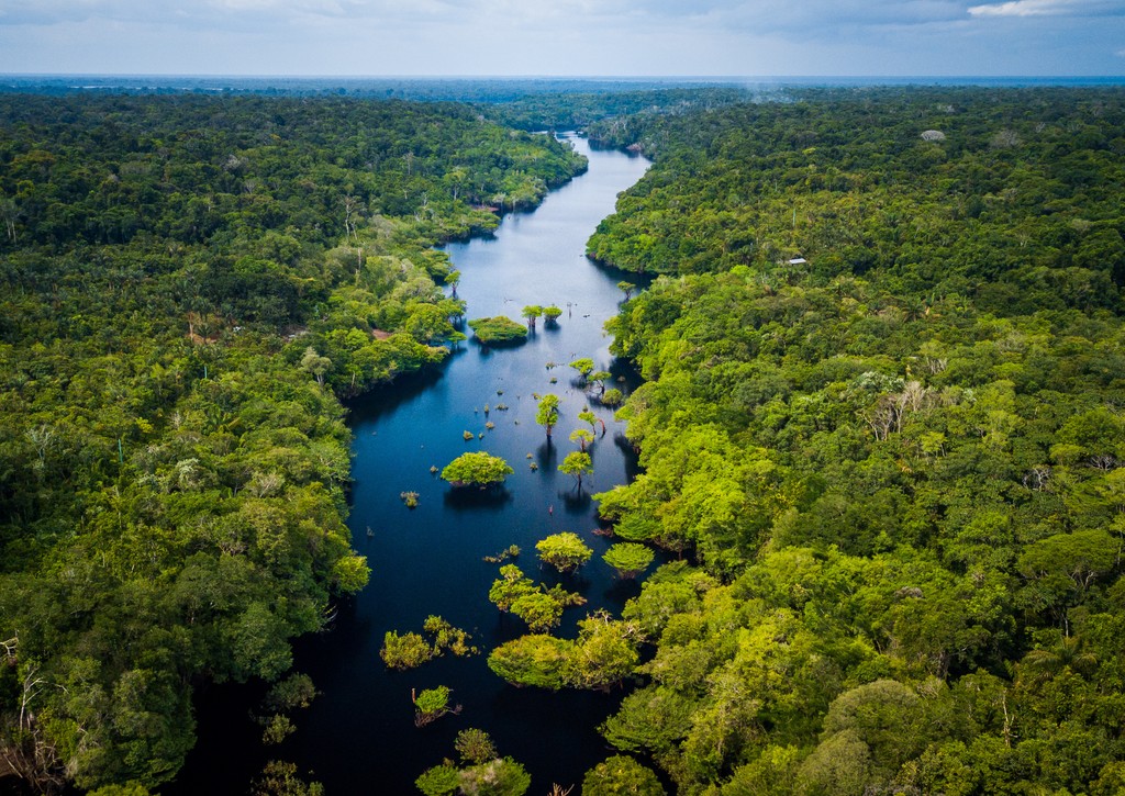 Lais Puzzle - Amazonas-Regenwald im Anavilhanas-Nationalpark, Amazonas - Brasilien - 100, 200, 500 & 1.000 Teile p-238778