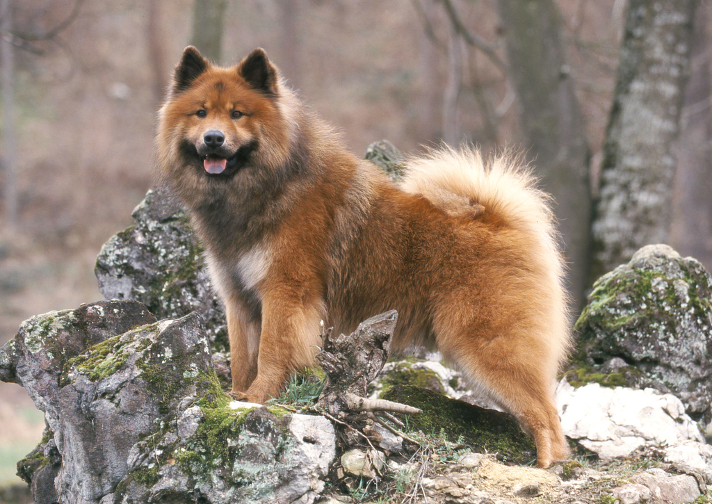 Lais Puzzle - Eurasier - 100, 200, 500 & 1.000 Teile p-240963