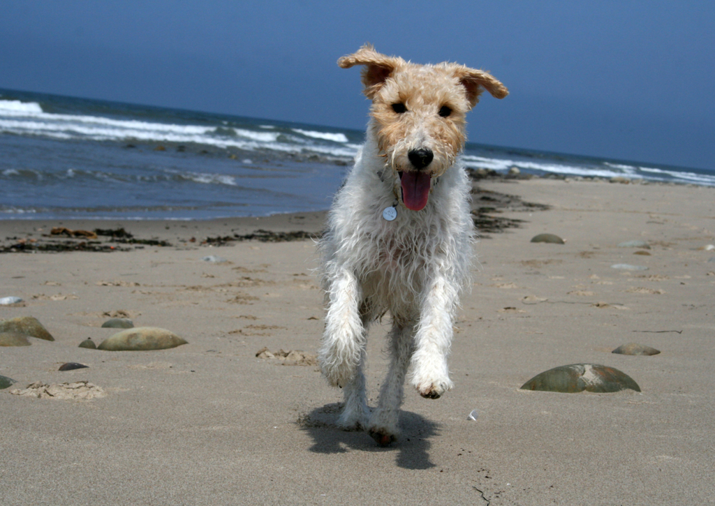 Lais Puzzle - Foxterrier Drahthaar - 100, 200, 500 & 1.000 Teile p-241003