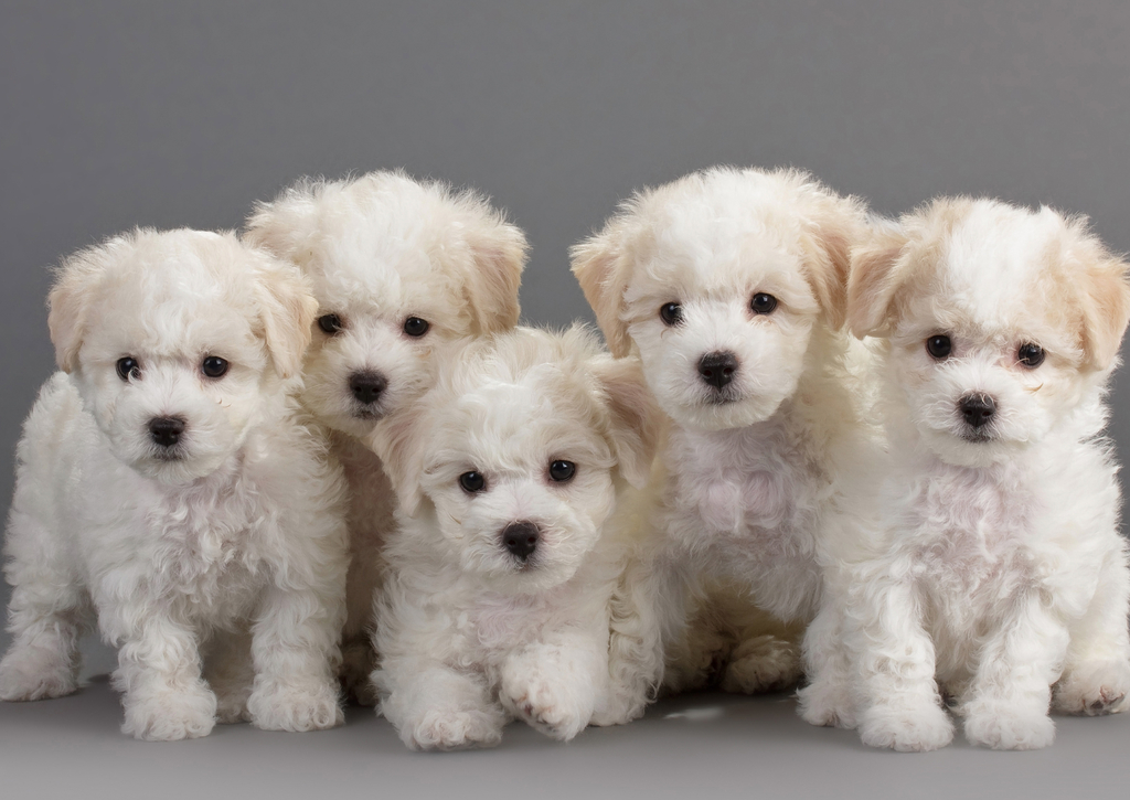 Lais Puzzle - Bichon Frise - 100, 200, 500 & 1.000 Teile p-241123