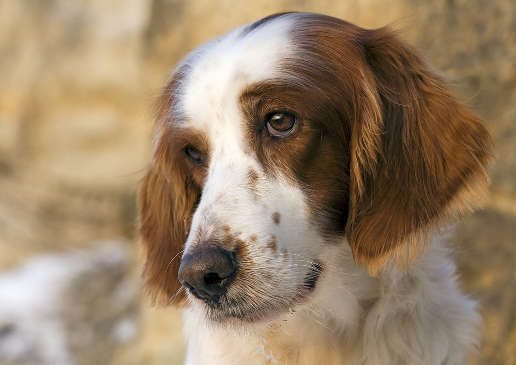 Lais Puzzle - Irish red and white Setter - 100, 200, 500 & 1.000 Teile p-241133