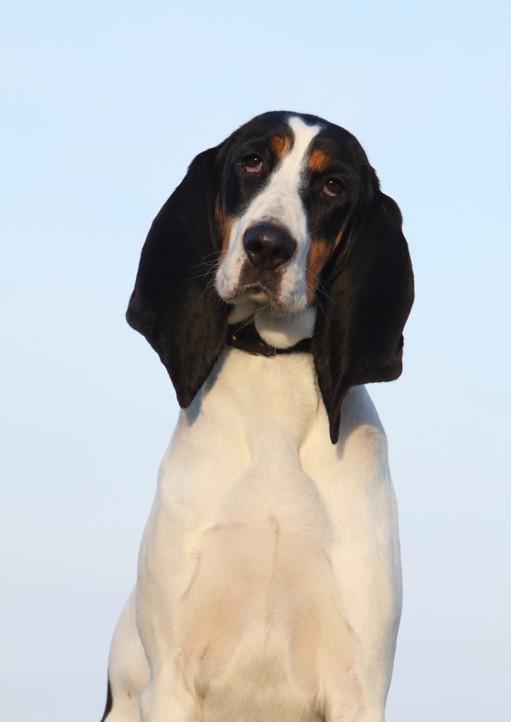 Lais Puzzle - Berner Laufhund - 100, 200, 500 & 1.000 Teile p-241158