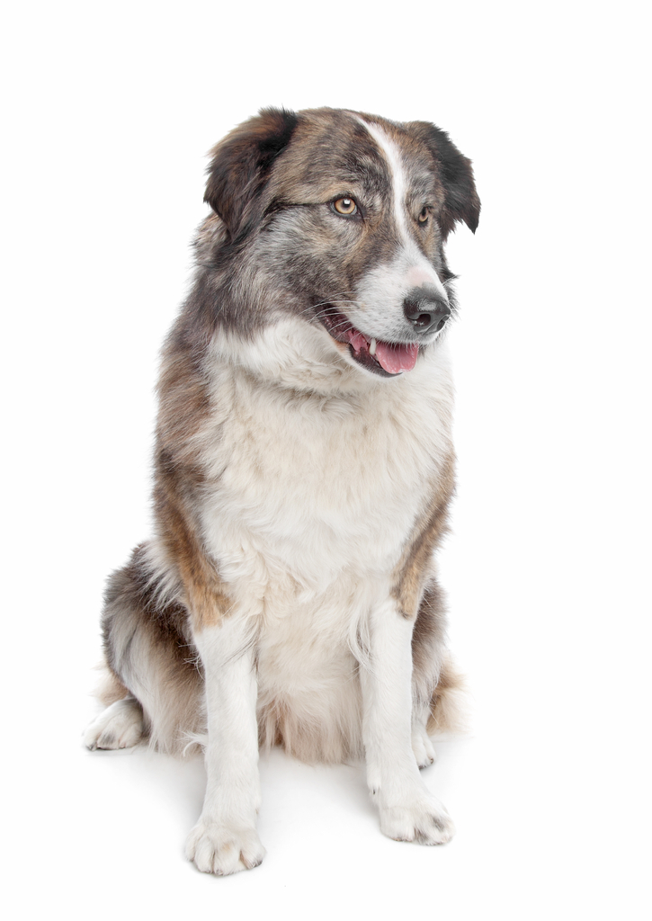 Lais Puzzle - Aidi oder Atlasberghund - 100, 200, 500 & 1.000 Teile p-241173