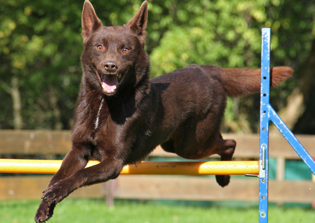 Lais Puzzle - Australian Kelpie - 100, 200, 500 & 1.000 Teile p-241183