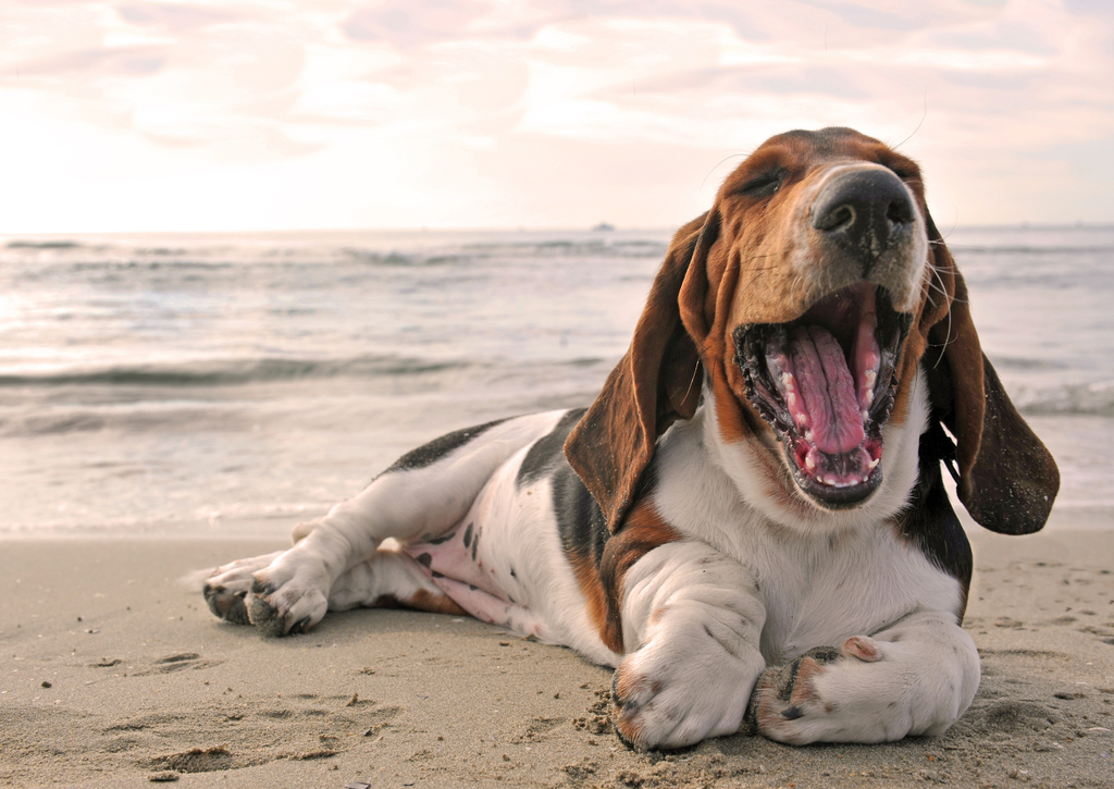 Lais Puzzle - Basset - 100, 200, 500 & 1.000 Teile p-241233