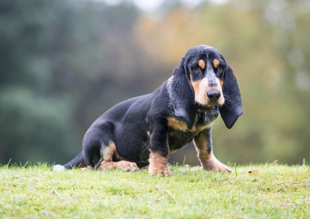 Lais Puzzle - Basset Bleu de Gascogne - 100, 200, 500 & 1.000 Teile p-241368