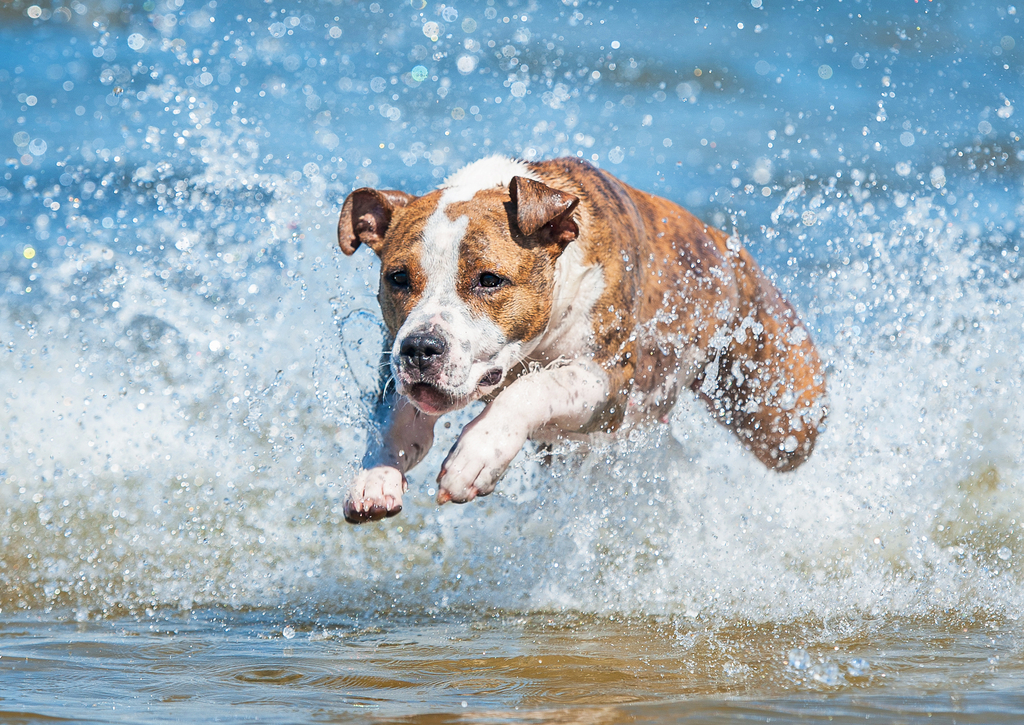 Lais Puzzle - American Staffordshire Terrier - 100, 200, 500 & 1.000 Teile p-241373