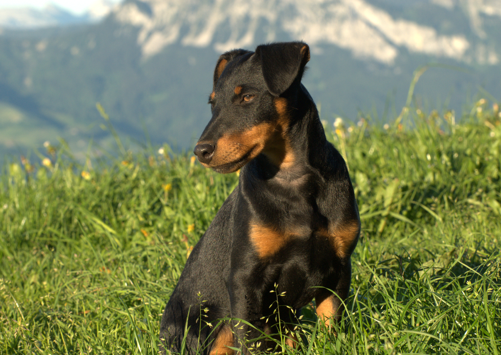 Lais Puzzle - Deutscher Jagdterrier - 100, 200, 500 & 1.000 Teile p-241498