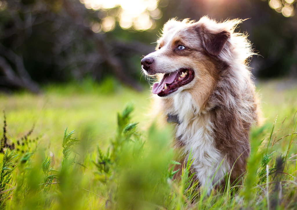 Lais Puzzle - Australian Shepherd - 100, 200, 500 & 1.000 Teile p-241578