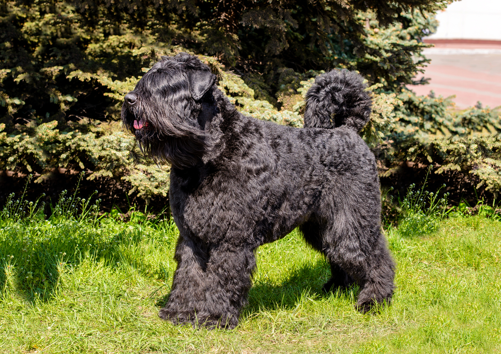 Lais Puzzle - Bouvier des Flandres - 100, 200, 500 & 1.000 Teile p-241583
