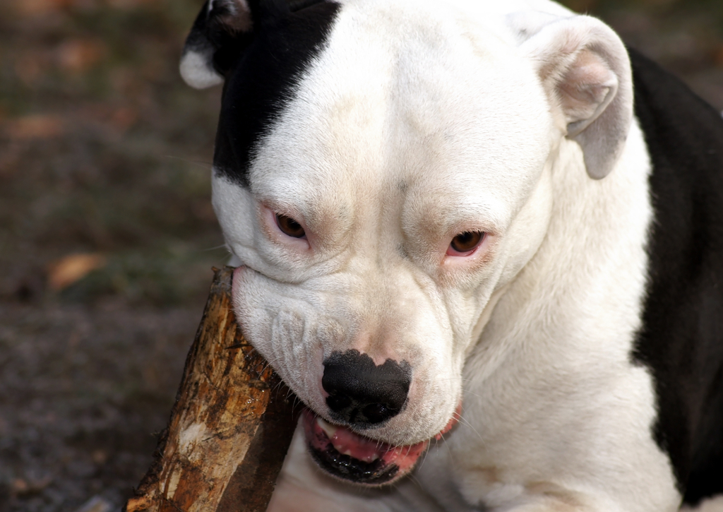 Lais Puzzle - Amerikanischer Pitbull-Terrier - 100, 200, 500 & 1.000 Teile p-241588