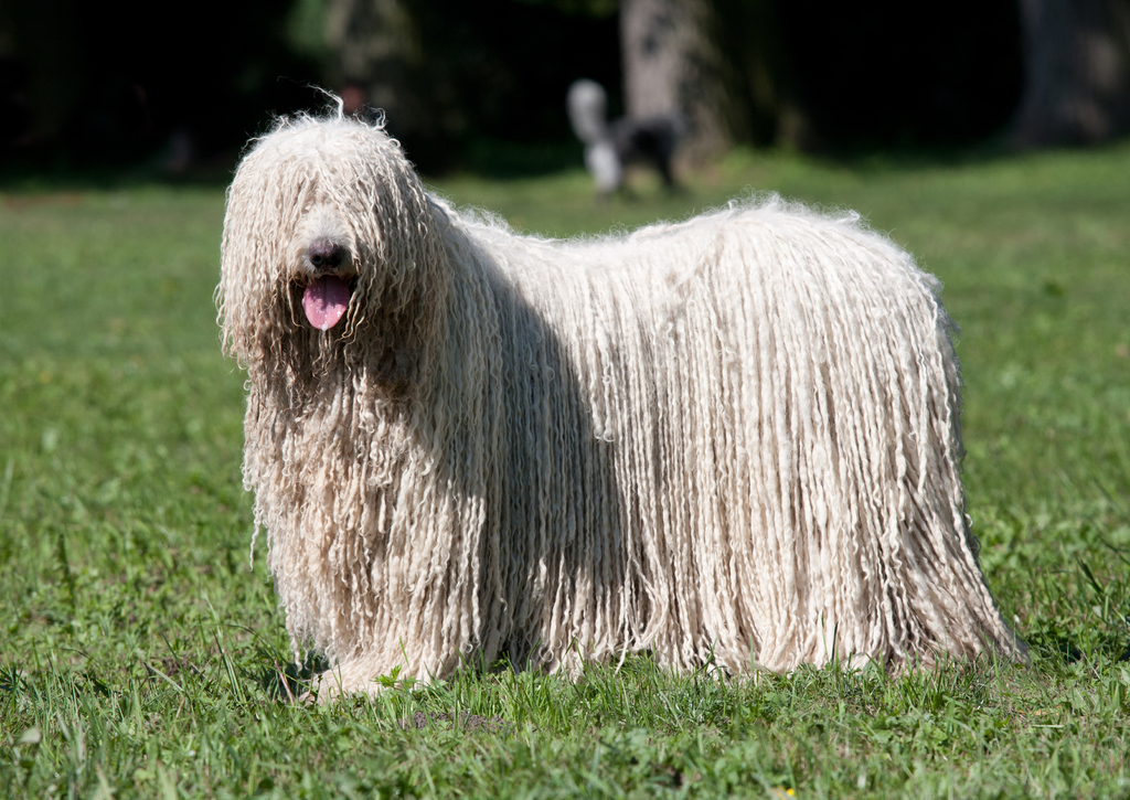 Lais Puzzle - Komondor - 100, 200, 500 & 1.000 Teile p-241598