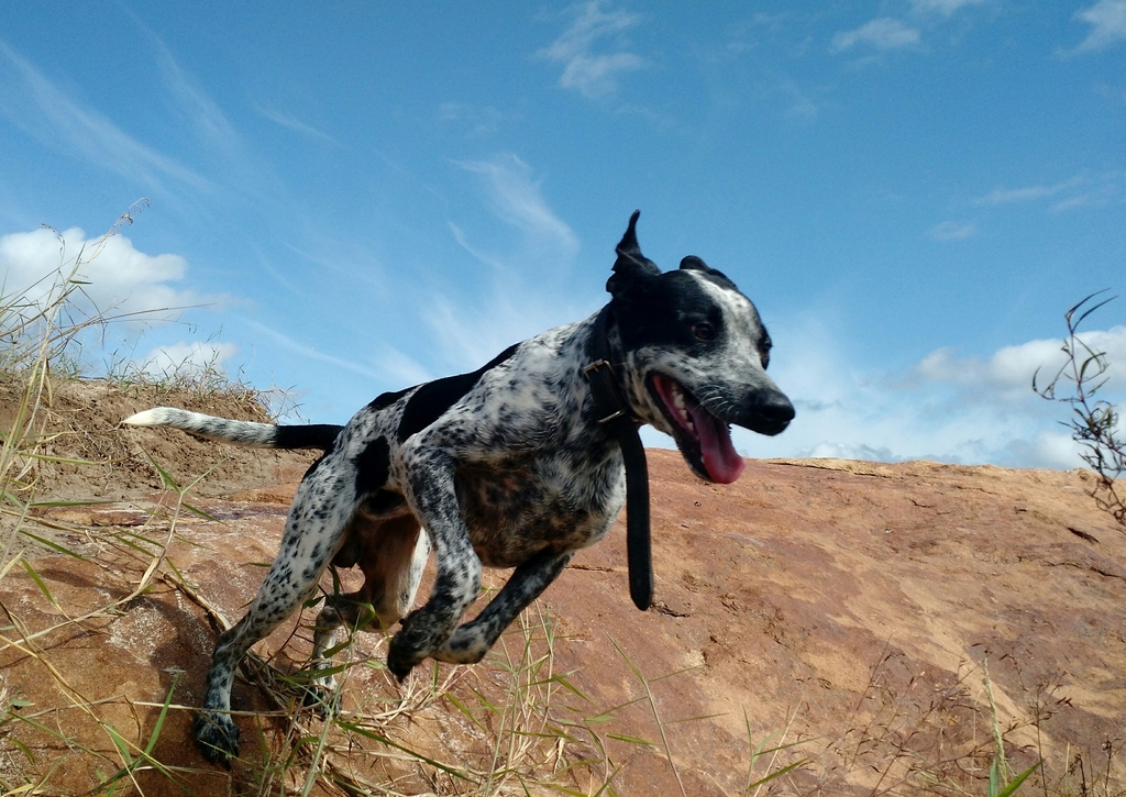 Lais Puzzle - Braque du Auvergne - 100, 200, 500 & 1.000 Teile p-241713