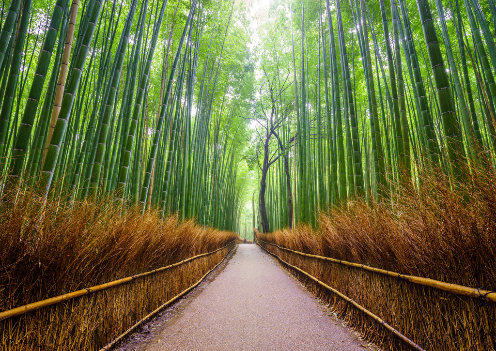 Lais Puzzle - Pfad zum Bambuswald, Arashiyama, Kyoto, Japan - 100, 200, 500 & 1.000 Teile p-242218