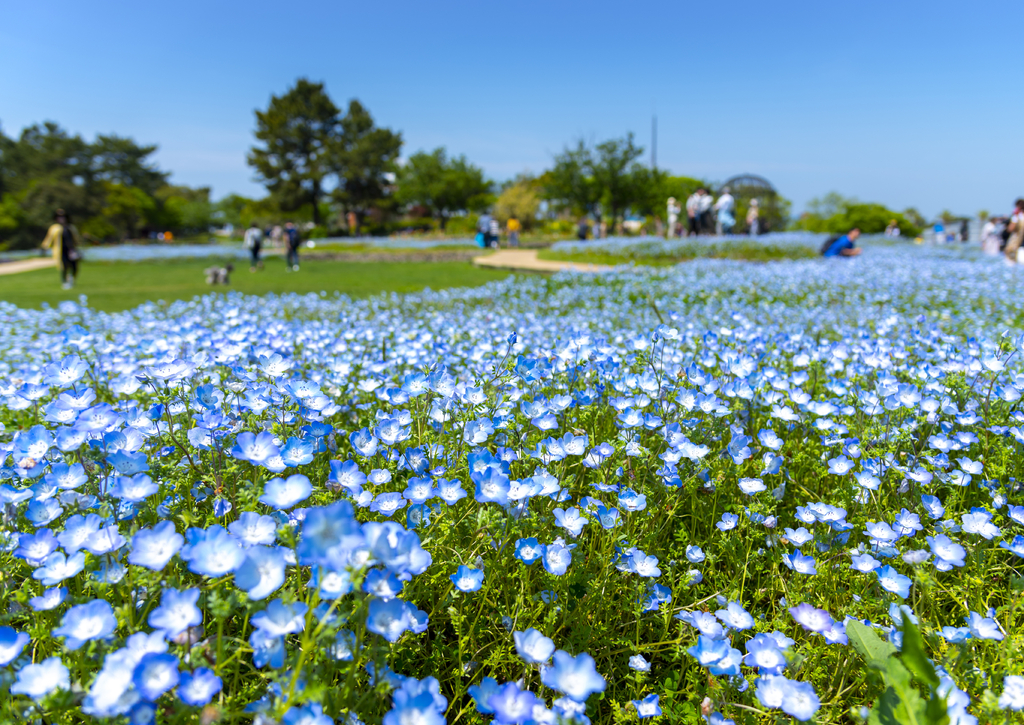 Lais Puzzle - Nemophila, Fukuoka, Kyushu, Japan - 100, 200, 500 & 1.000 Teile p-242598