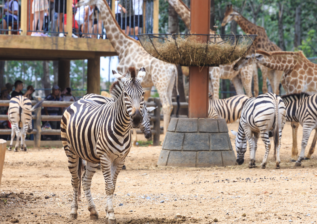 Lais Puzzle - Zebra im Tierpark, China - 100, 200, 500 & 1.000 Teile p-245218