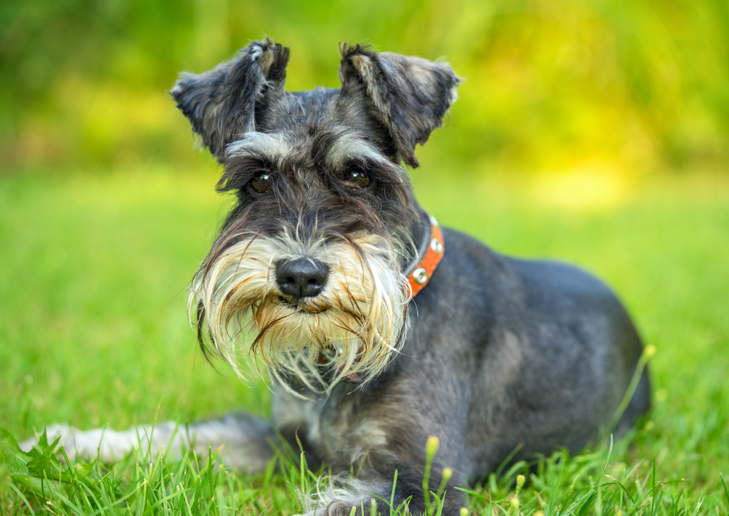 Lais Puzzle - Schnauzer - 100, 200, 500 & 1.000 Teile p-258897