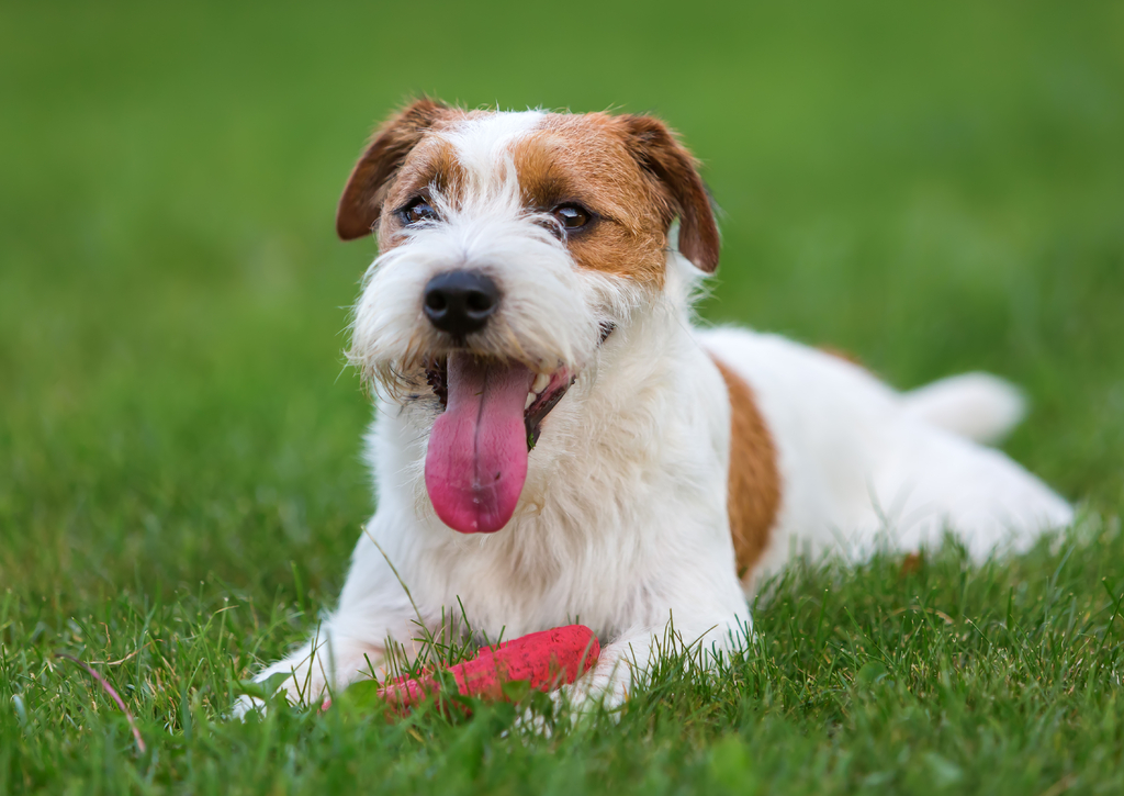 Lais Puzzle - Parson Russell Terrier - 100, 200, 500 & 1.000 Teile p-258902