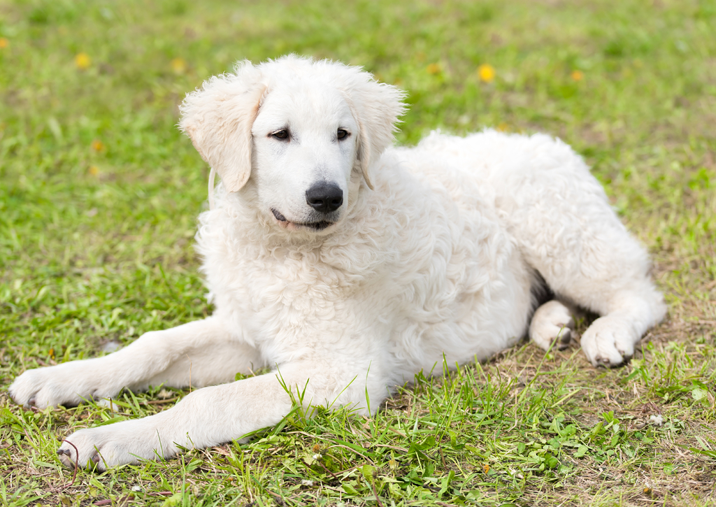 Lais Puzzle - Kuvasz - 100, 200, 500 & 1.000 Teile p-258922