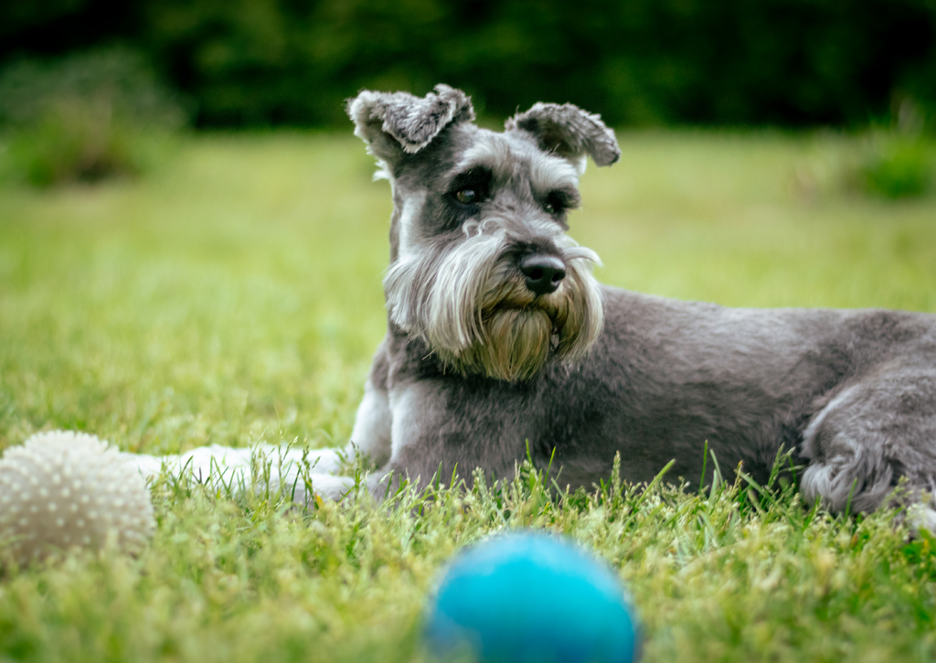 Lais Puzzle - Zwergschnauzer - 100, 200, 500 & 1.000 Teile p-258942