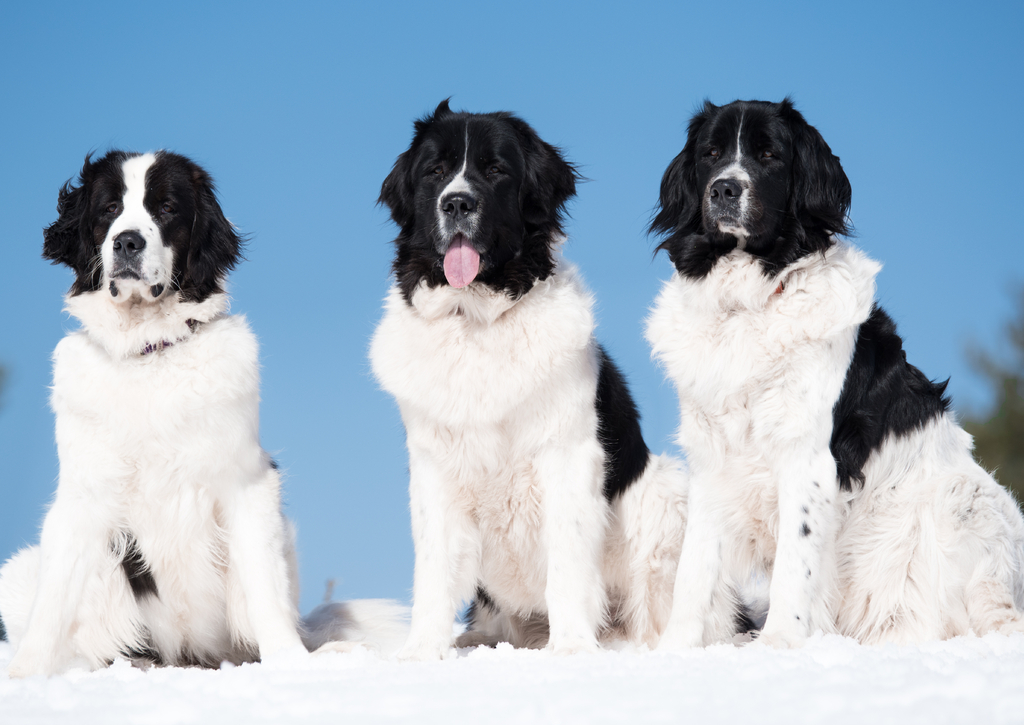 Lais Puzzle - Landseer - 100, 200, 500 & 1.000 Teile p-258997