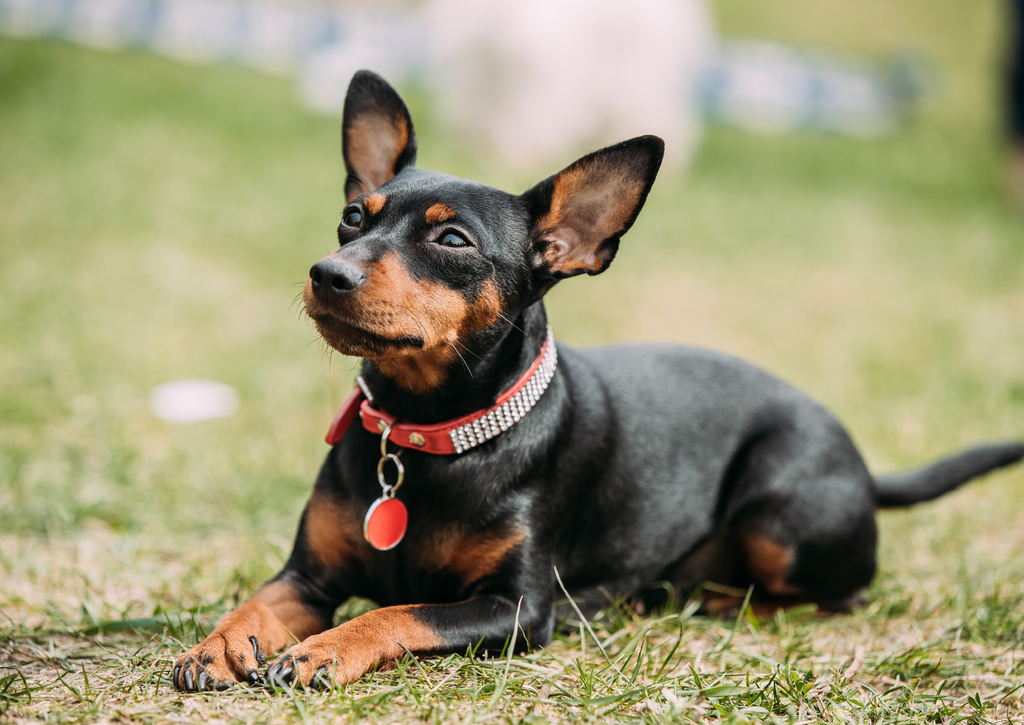 Lais Puzzle - Zwergpinscher - 100, 200, 500 & 1.000 Teile p-259007