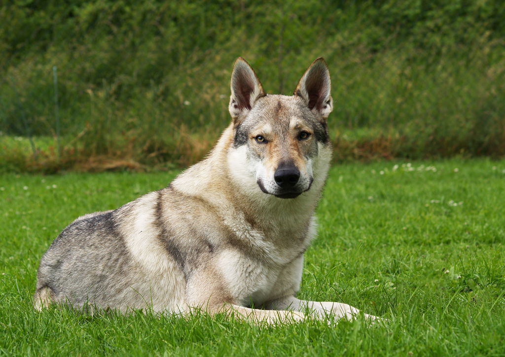Lais Puzzle - Tschechoslowakischer Wolfhund - 100, 200, 500 & 1.000 Teile p-259032