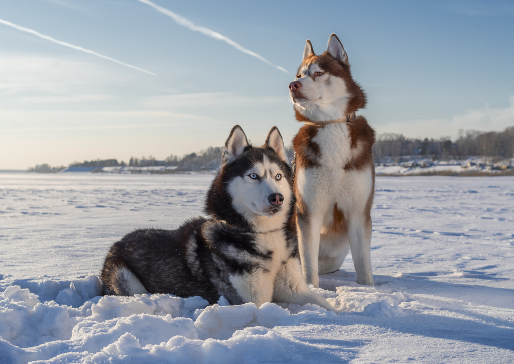 Lais Puzzle - Siberian Husky - 100, 200, 500 & 1.000 Teile p-259067