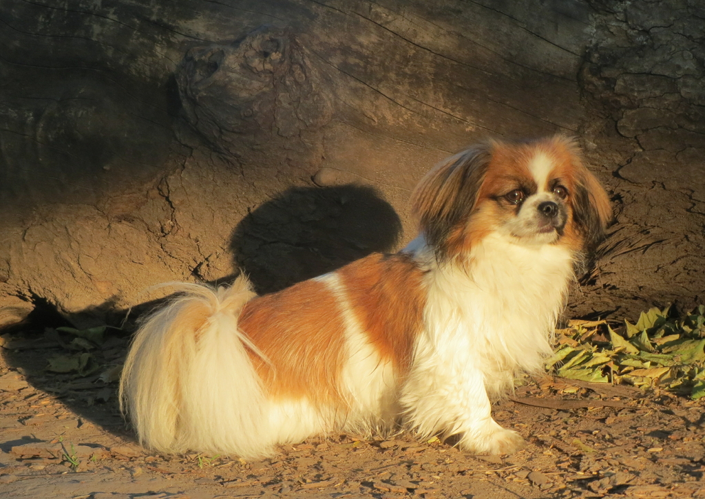Lais Puzzle - Tibet Spaniel - 100, 200, 500 & 1.000 Teile p-259087
