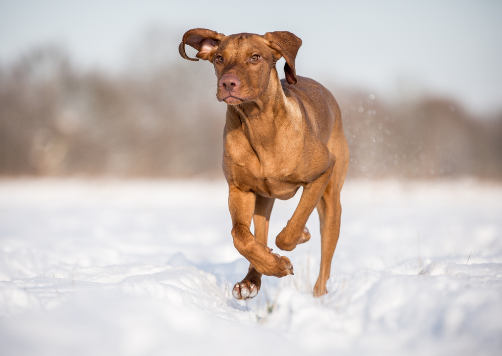Lais Puzzle - Hund Kurzhaariger Ungarischer Vorstehhund Magyar Vizsla - 100, 200, 500 & 1.000 Teile p-259122