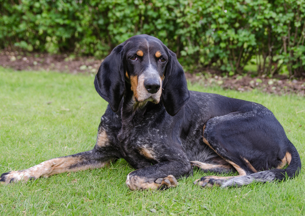 Lais Puzzle - Luzerner Laufhund - 100, 200, 500 & 1.000 Teile p-259167