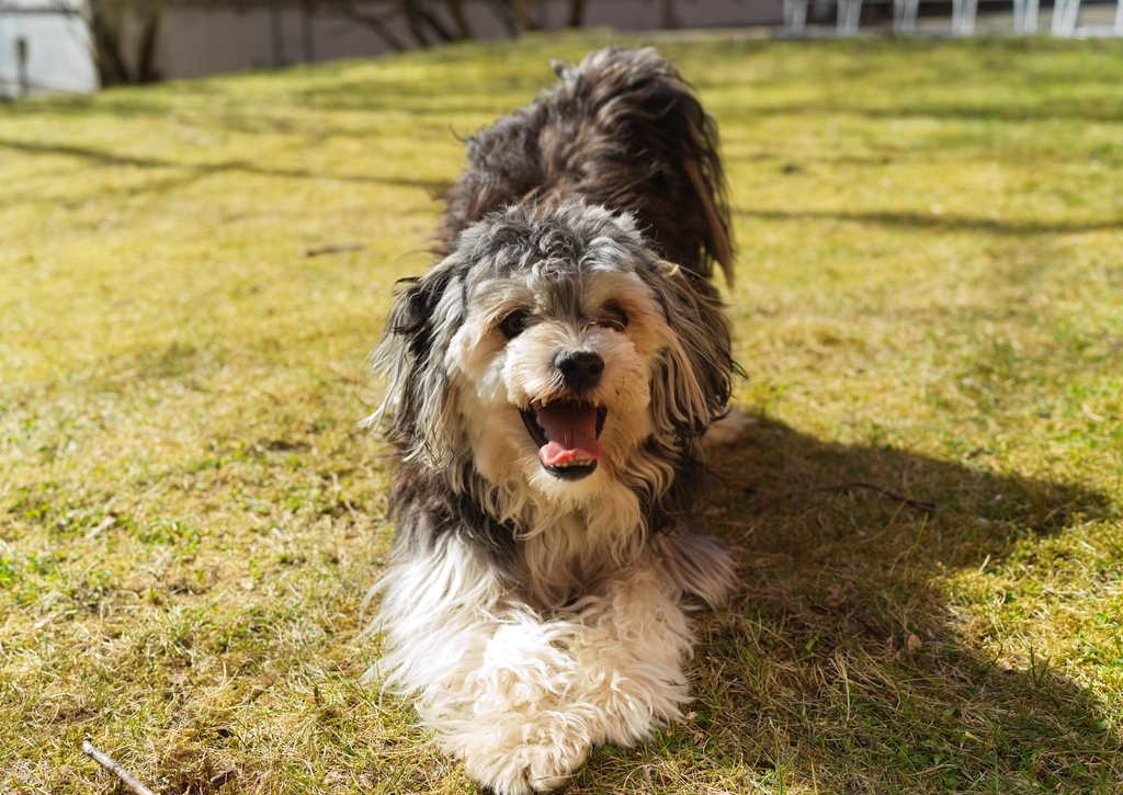 Lais Puzzle - Löwchen - 100, 200, 500 & 1.000 Teile p-259197