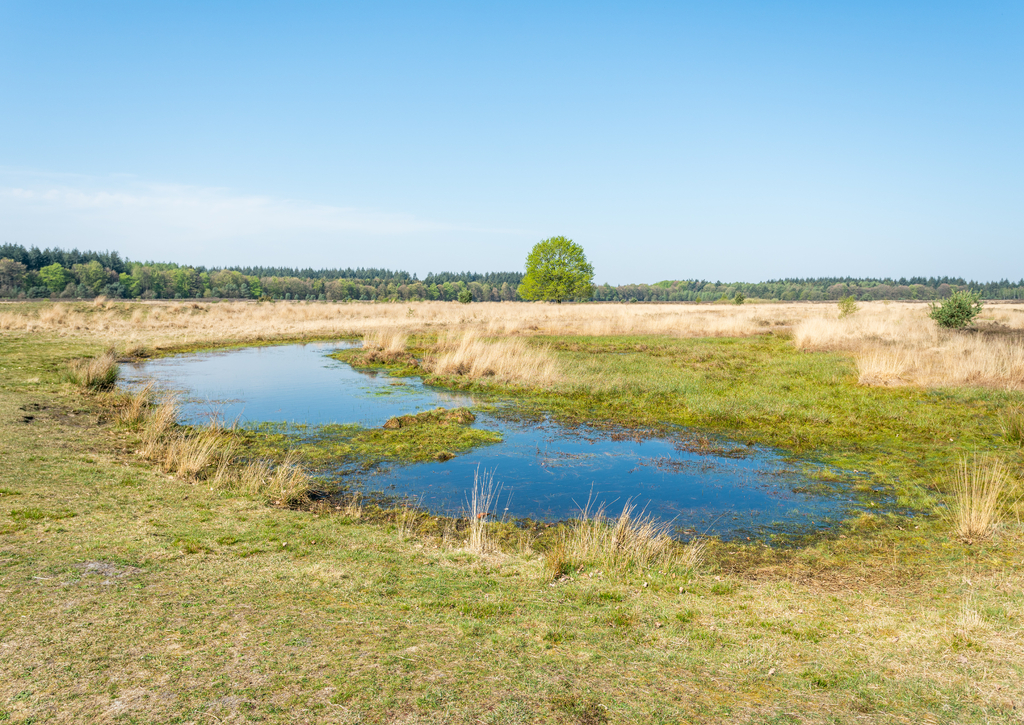 Lais Puzzle - Heide des Molenveld in Exloo, einem kleinen Naturschutzgebiet in Drenthe (Niederlande) - 100, 200, 500 & 1.000 Teile p-260342